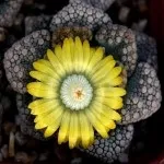 Titanopsis CALCAREA або Титанопсис Вапняний (насіння) calcarea