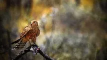 което което