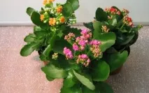 стайни растения