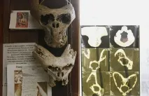 Таємничі знахідки в горах Адигеї черепа «чужих» та валізи нацистів адигеї