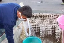 Тайська кухня звідки беруться смажені коники, Новини Таїланду беруться