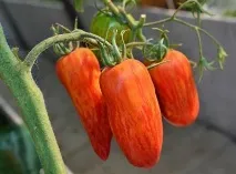характеристика