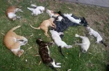 значение котка