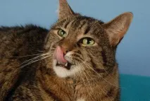 котка съня