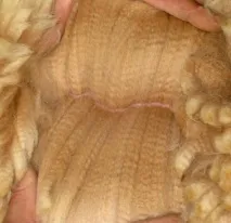 Дивовижна альпака альпака
