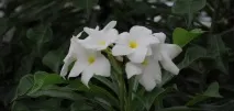 Тази мантра сутрешна