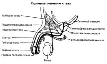 УЗД статевого члена результати, вартість результати