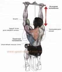 мускули гърба