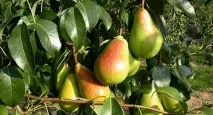 градина градина