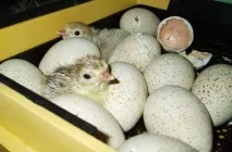 пуйки начинаещи