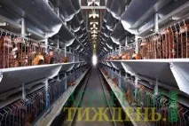 пилета-бройлери клетки