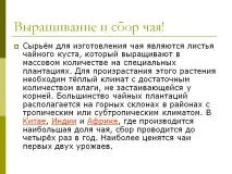 Вирощування та збирання чаю клас