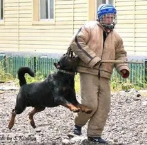 Вибір цуценя ротвейлера та його виховання ротвейлера