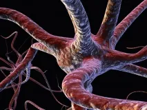 Все про мозку людини неймовірні факти, які ви не знали мозку