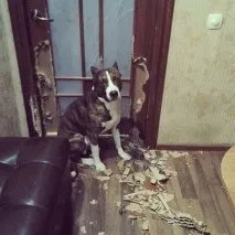 обещах съжалявам