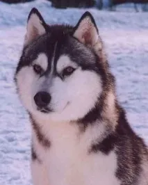 дали кучето разглезено дали кучето