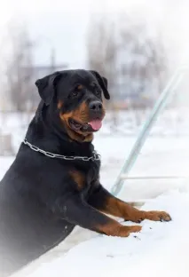 всеки всеки