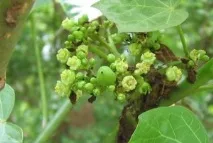 дълги дръжки jatropha