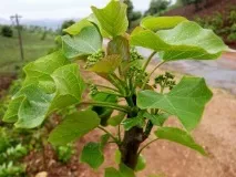 Листата ятрофа jatropha