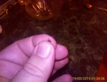 затворен Юлия Началова
