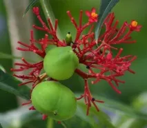 описание jatropha