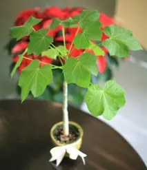jatropha използват като