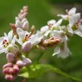 злак