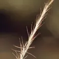 слів