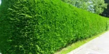 Жива огорожа на дачі своїми руками - як і які рослини посадити огорожа