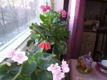 красота маникюр деца