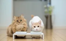 котките невероятни