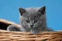 семейства Тази котка