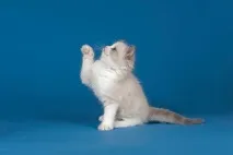 семейства котки