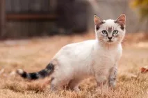 котките котките