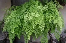 Адіантум (Adiantum), Догляд, види, фото Adiantum