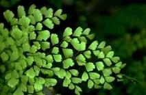 Адіантум (Adiantum), Догляд, види, фото види