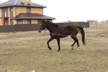 8 місць, де можна покататися на конях. місць