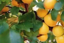 пътя