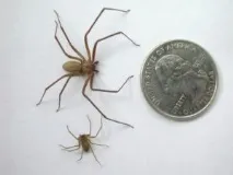 reclusa местообитание