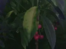 ардизия листата