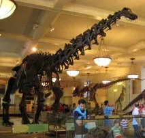 Апатозавр (Apatosaurus) було