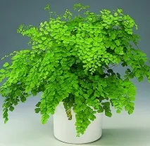 Адіантум (Adiantum), Догляд, види, фото види