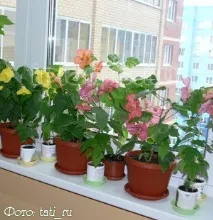 abutilon образуване