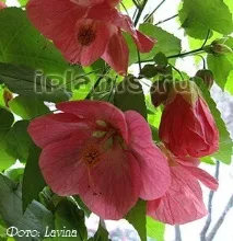 образуване abutilon