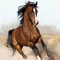 букви кръстословици
