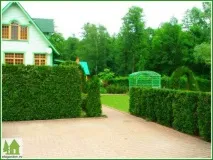 Подстригване плет