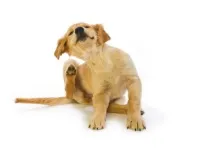 собаку