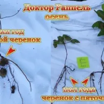 Клематіс. Розмноження «п’яточками» та відведеннями розмноження