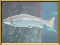 Опис сьомги морі