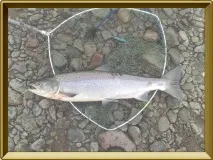 Опис сьомги морі